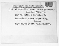 Phragmidium potentillae image